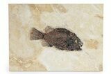 Detailed Fossil Fish (Cockerellites) - Wyoming #342439-1